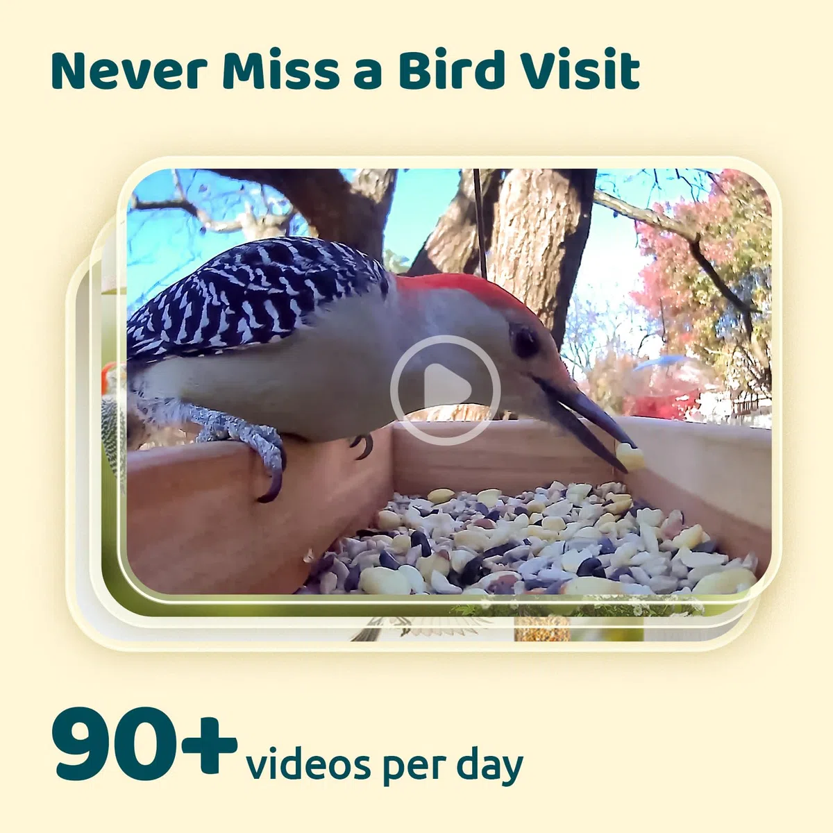 NETVUE Birdfy Intelligente Vogelkamera mit Solarenergie und Verstellbaren Ständern in Jedem Winkel, Erfasst Videos und Empfängt Benachrichtigungen