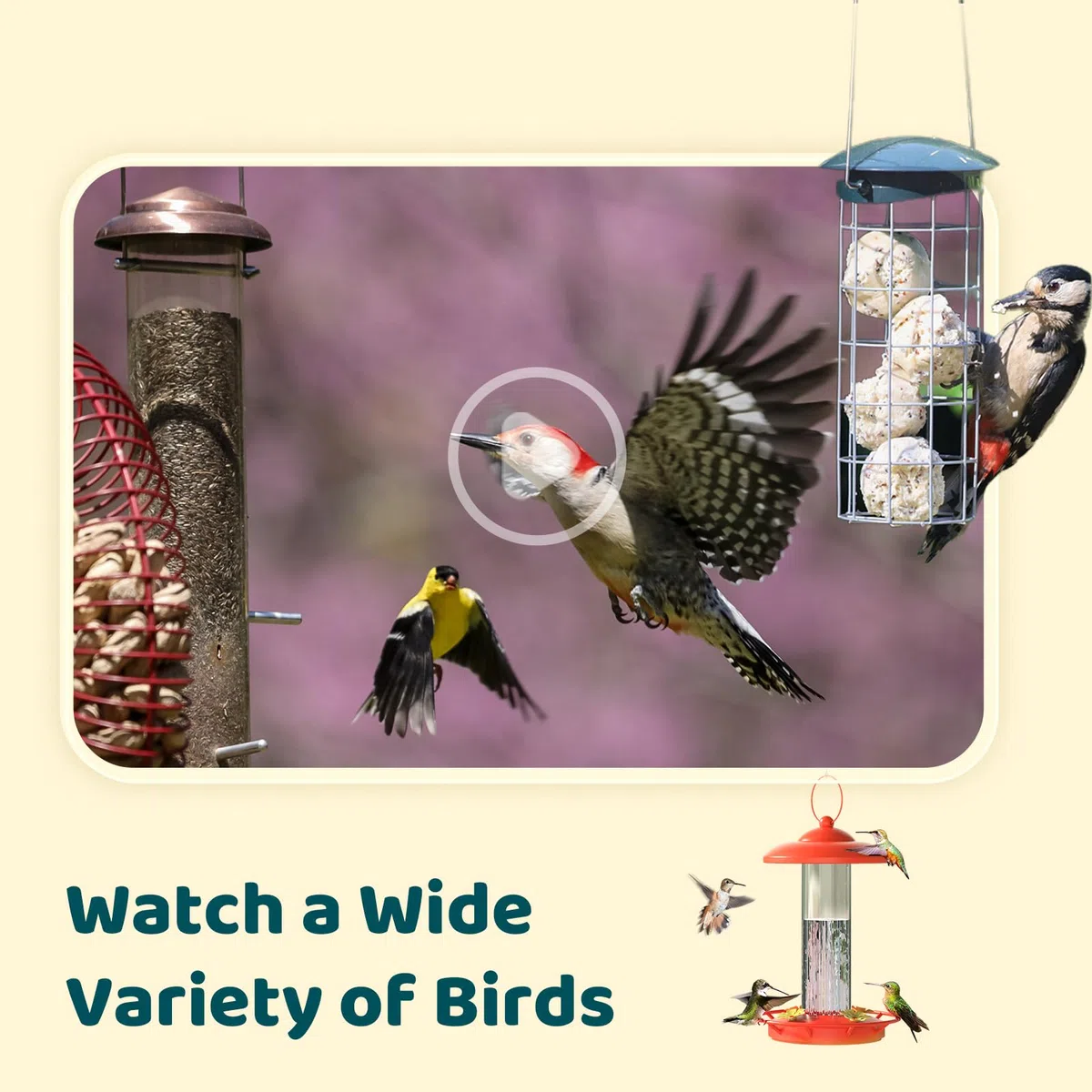 NETVUE Birdfy Intelligente Vogelkamera mit Solarenergie und Verstellbaren Ständern in Jedem Winkel, Erfasst Videos und Empfängt Benachrichtigungen